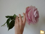 Titelbild des Albums: Rose