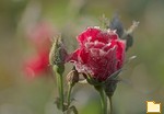 Обложка альбома: My Photo album