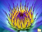 Обложка альбома: blume