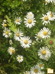 Обложка альбома: My Photo album