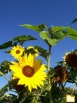 Обложка альбома: ich  habe  einen Garten...