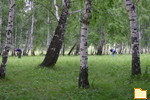 Обложка альбома: forest