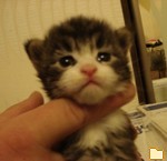 Обложка альбома: Mister Coon  питомник мейн кунов.
